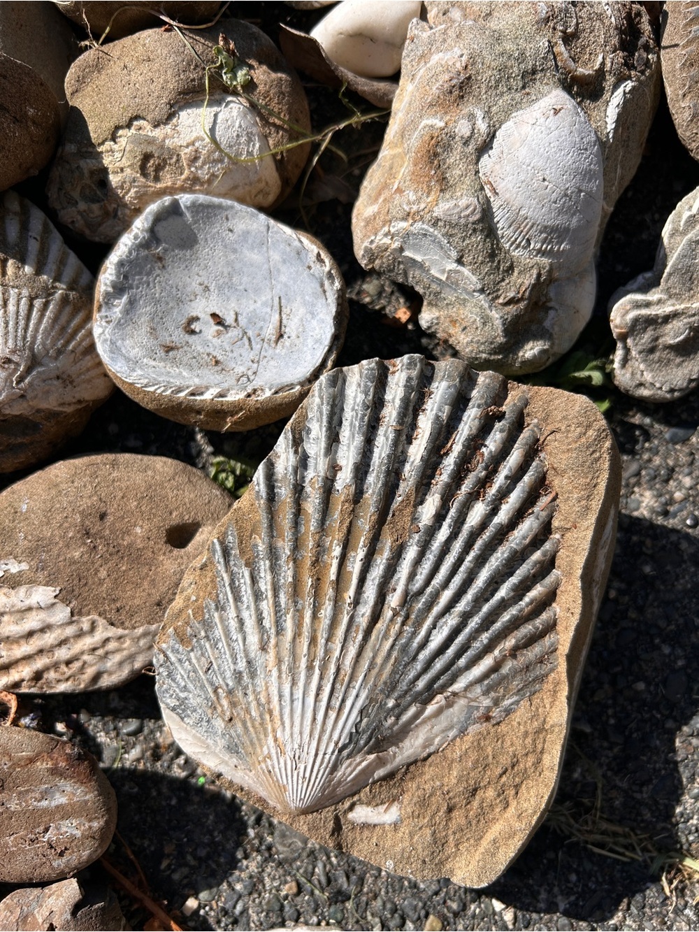Fossils imbedded in rock- genuine, hand collected.